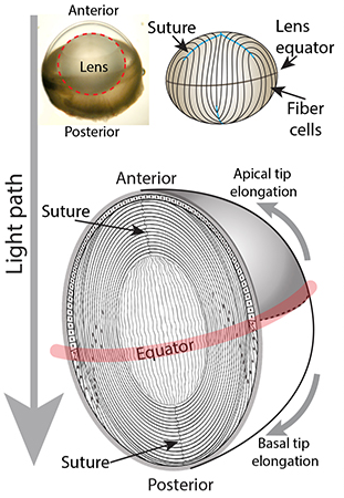 Lens related image collection