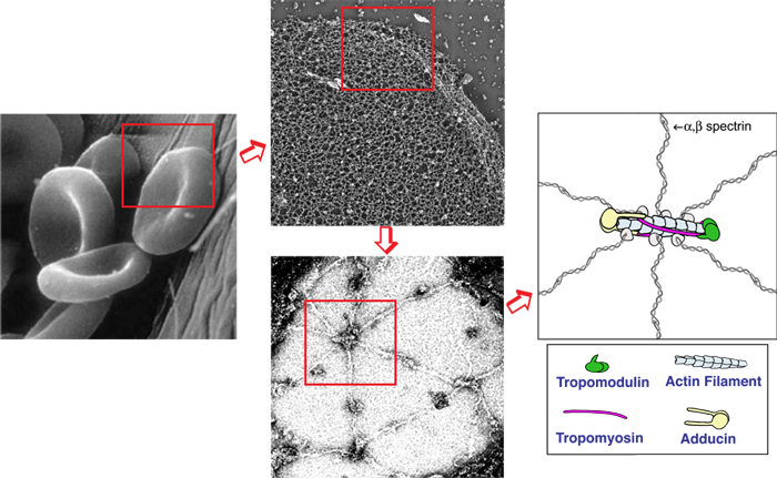 Red blook cell shape image