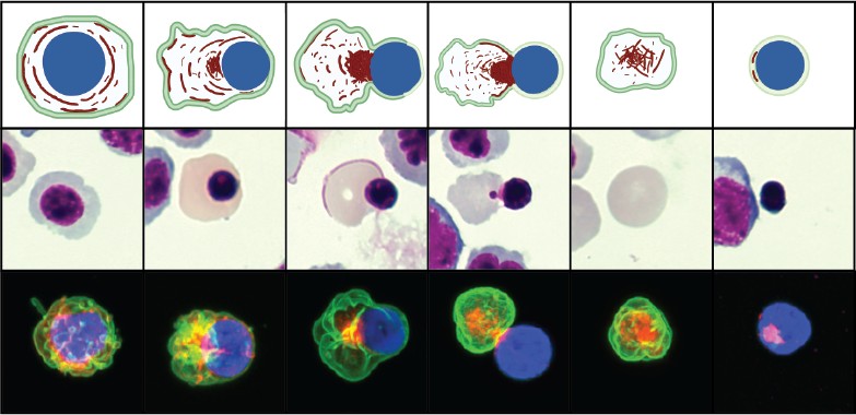 Red blood cell formation image